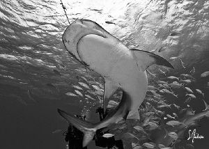 This Tiger Shark performed a ballet for us during a recen... by Steven Anderson 